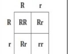 يمثل التركيب rr طرازًا جينيًّا